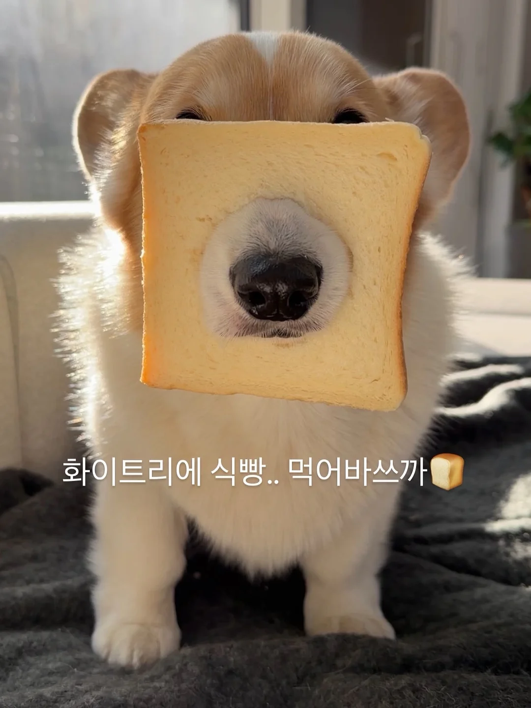 다온해풀빌라 복층풀빌라 2