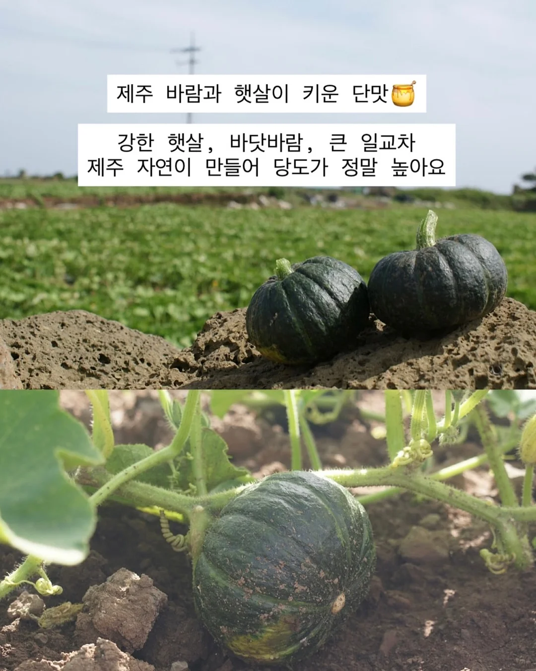 거제식물원 원데이클래스 3