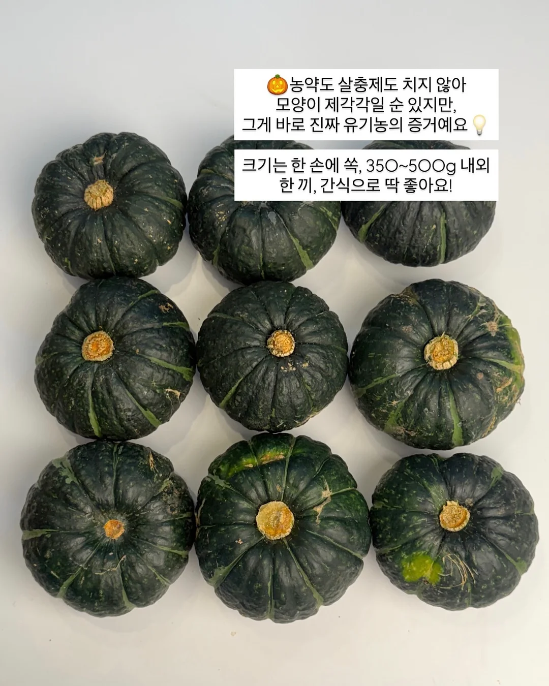 거제식물원 원데이클래스 4