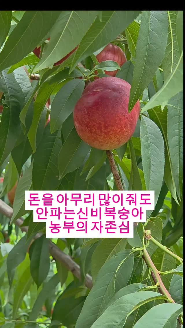 메디리즈 선물세트