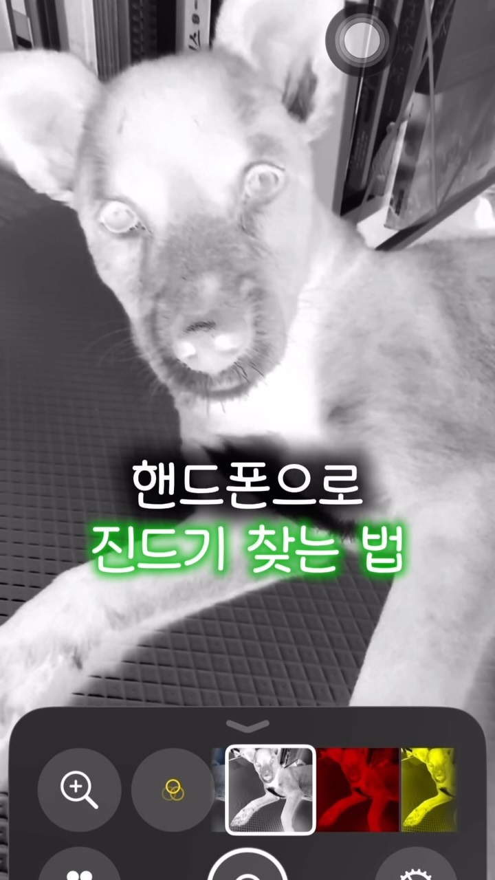 그릭요거트 파베 초콜릿