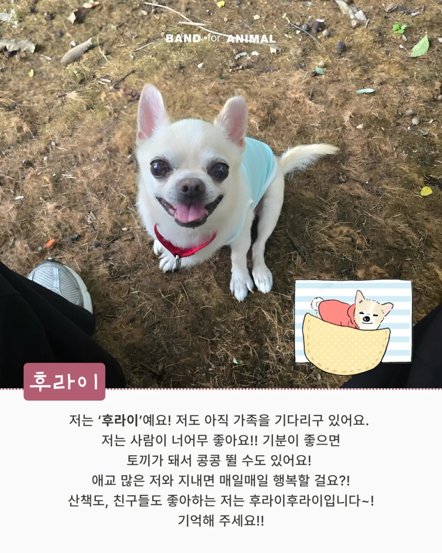 두툼 쥐포 4