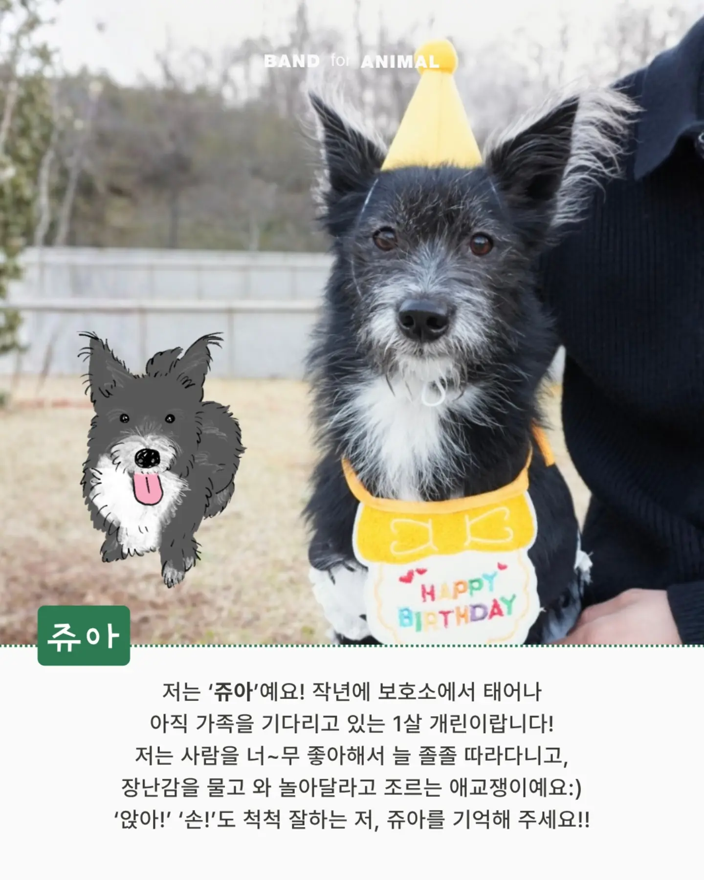 두툼 쥐포 5