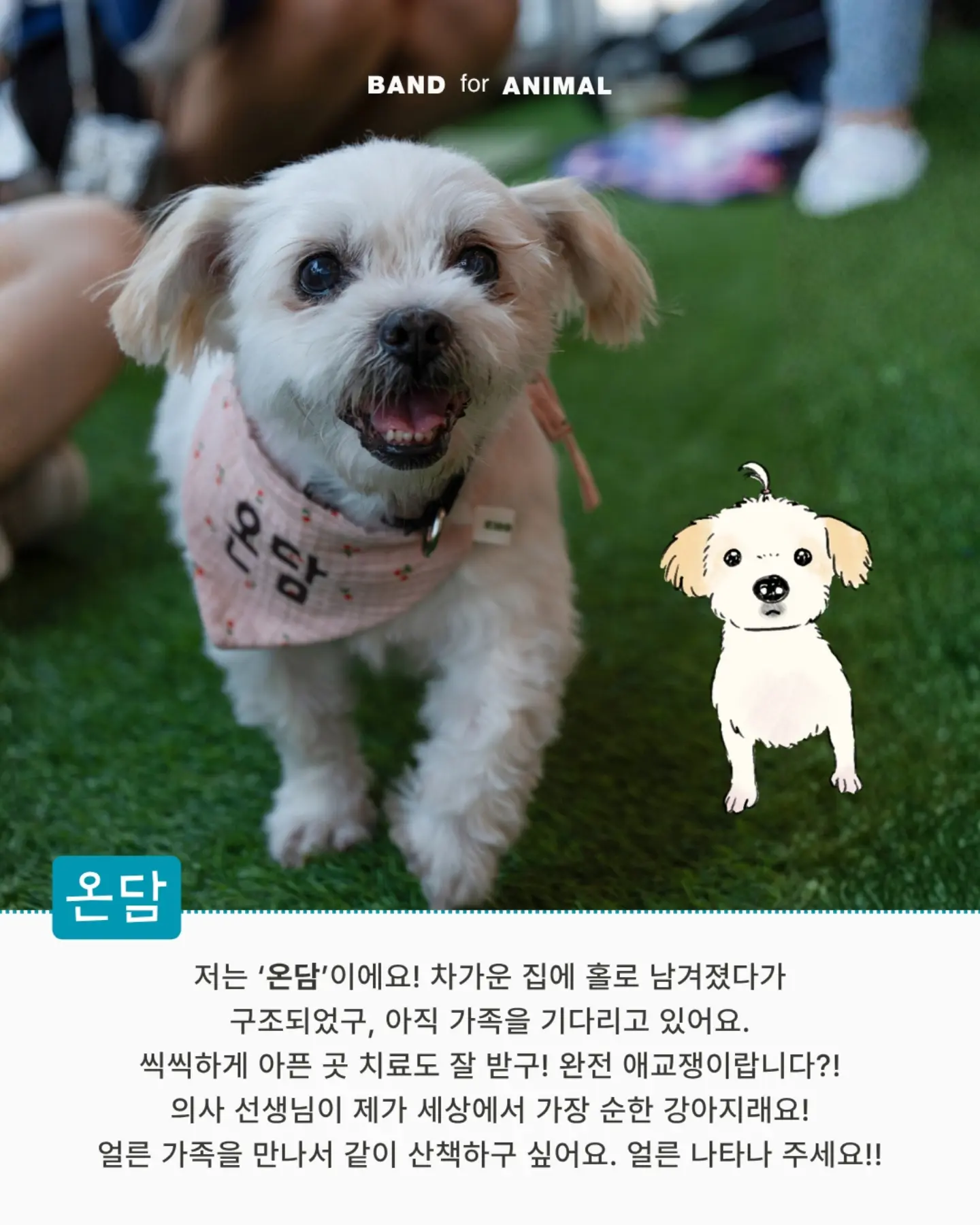 두툼 쥐포 6