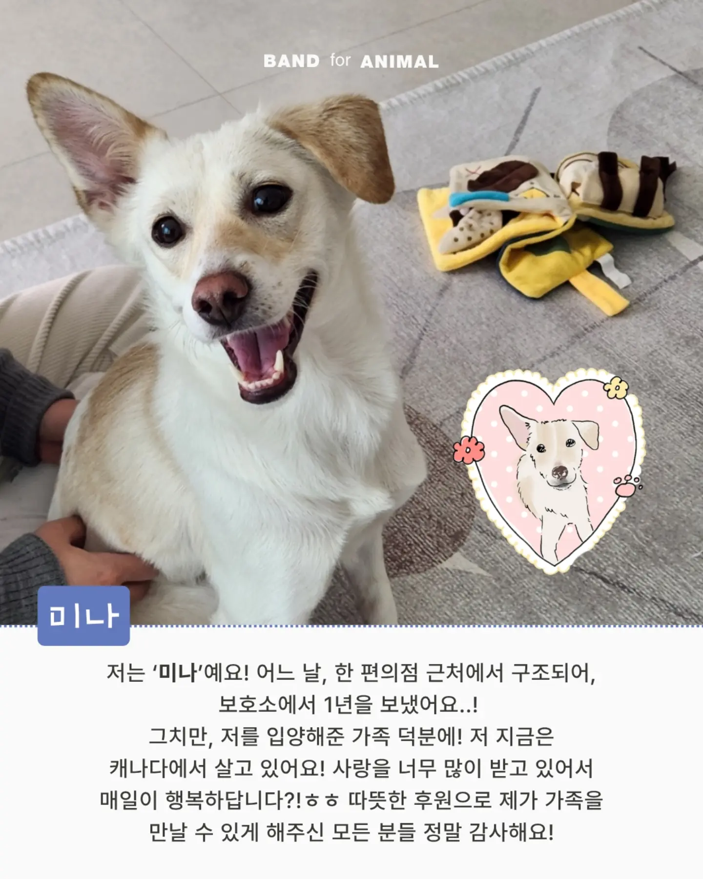두툼 쥐포 7