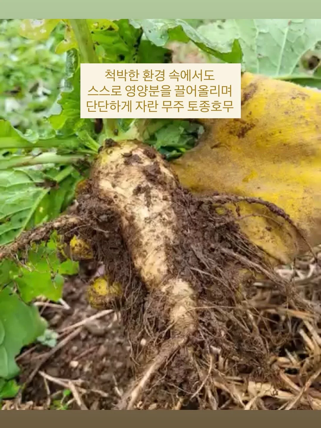 하이넥 바람막이 6