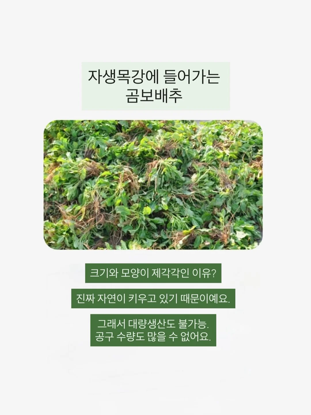 하이넥 바람막이 7