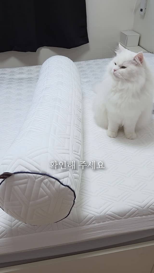 태슬컷