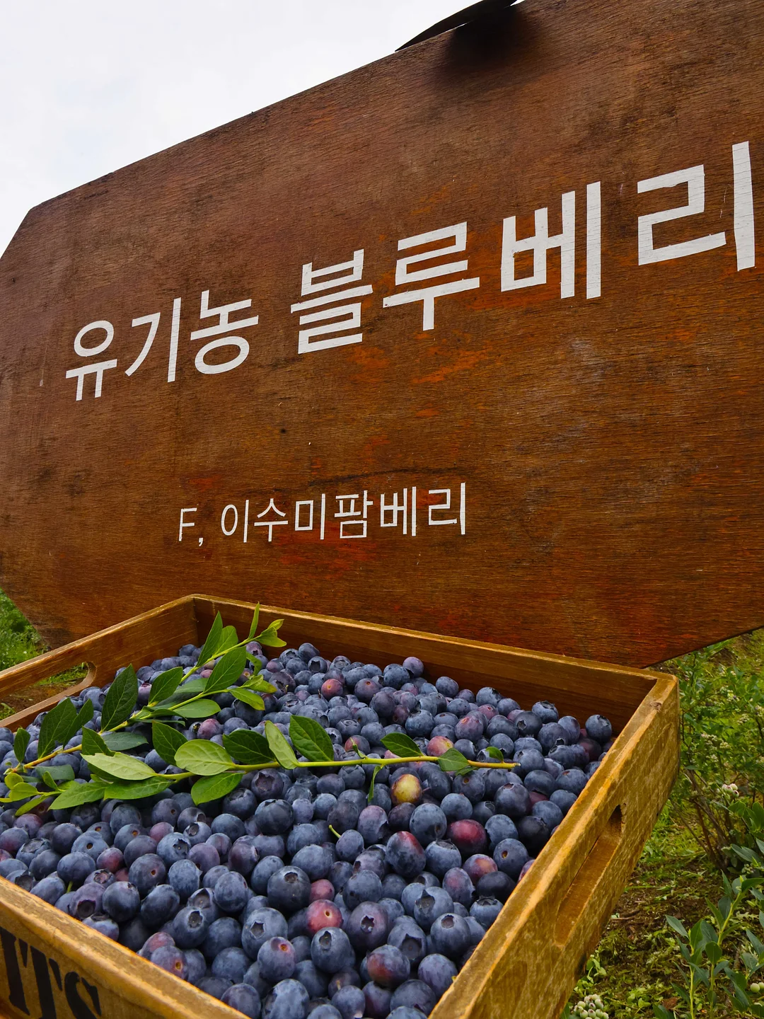 홈스타 맥스 세면대 배수관 클리너 4