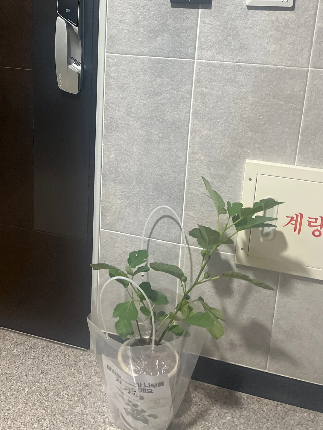 미모서울 컬러 포인트 도마 14