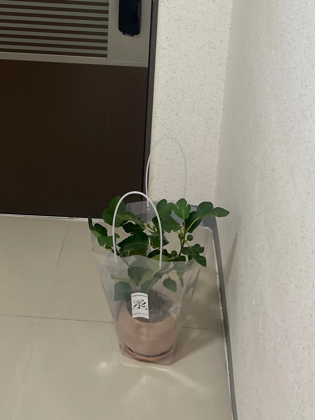 미모서울 컬러 포인트 도마 15