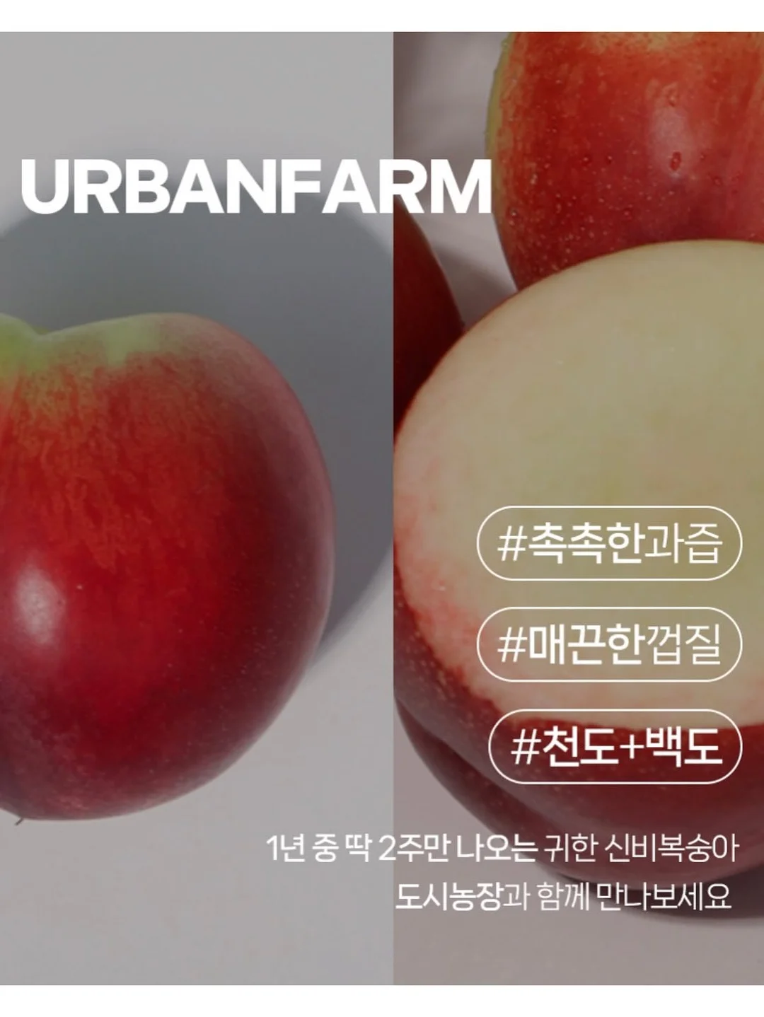 비비드아이 하트포켓 반팔티 2