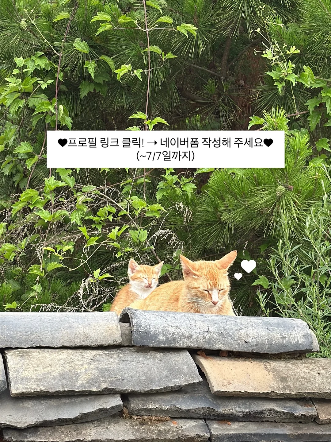 오해오케이크 3