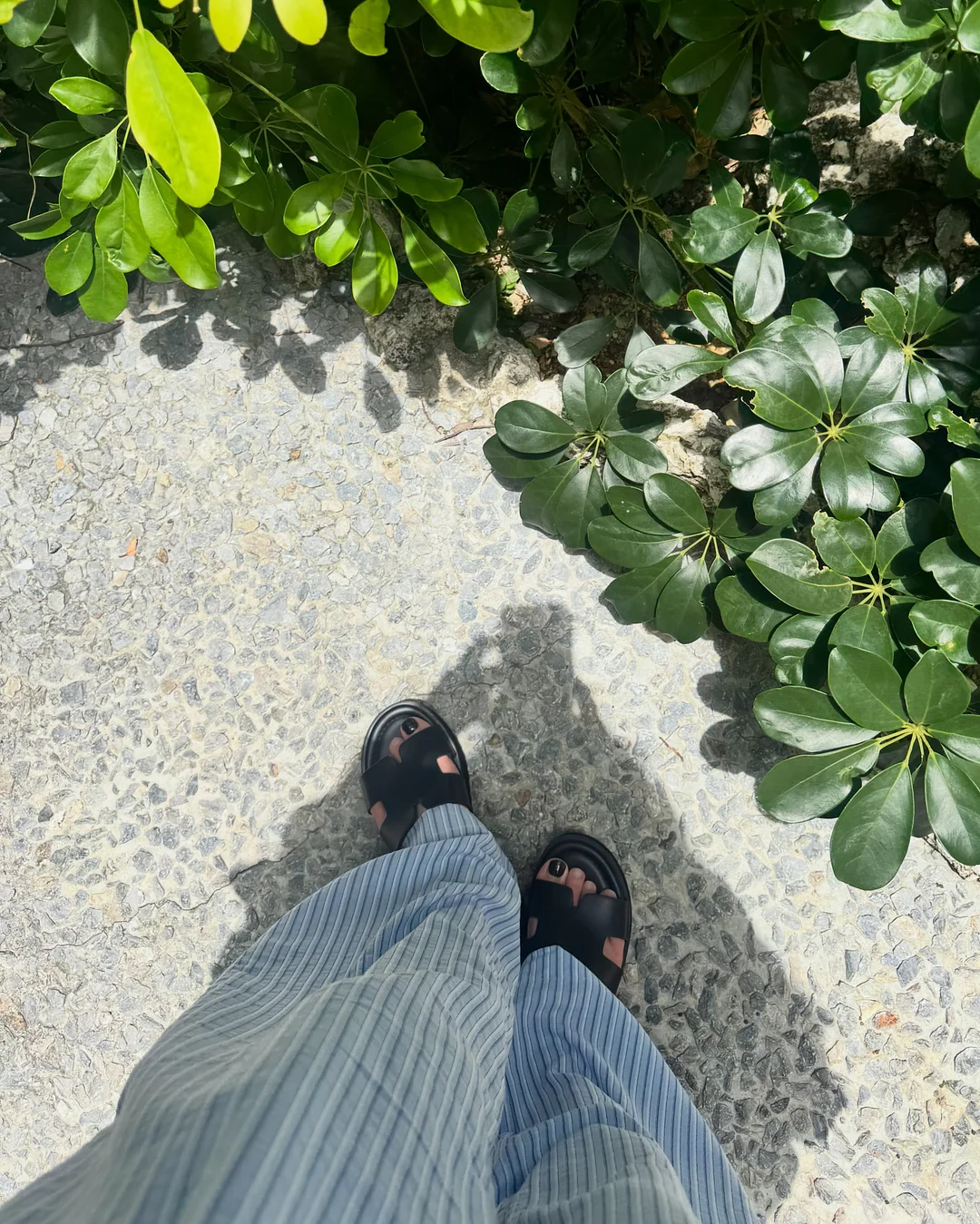 올리브오일 캡슐 3