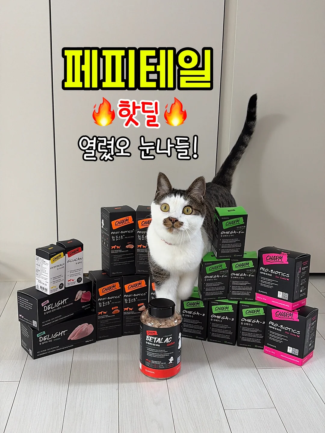 키티 타올 1