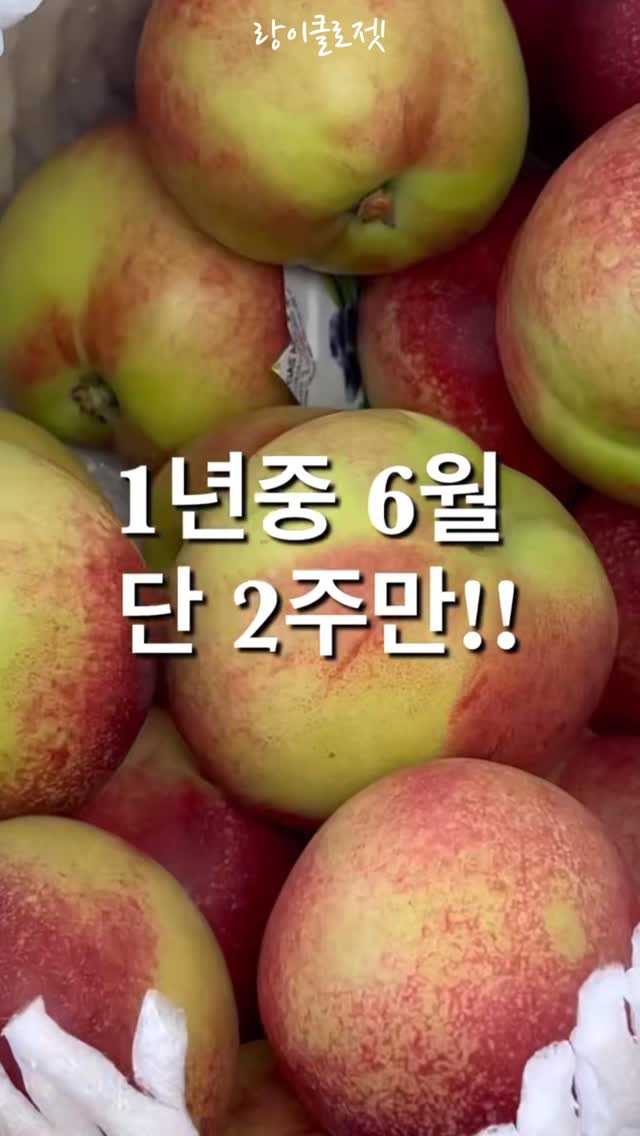 오렌지 파르페