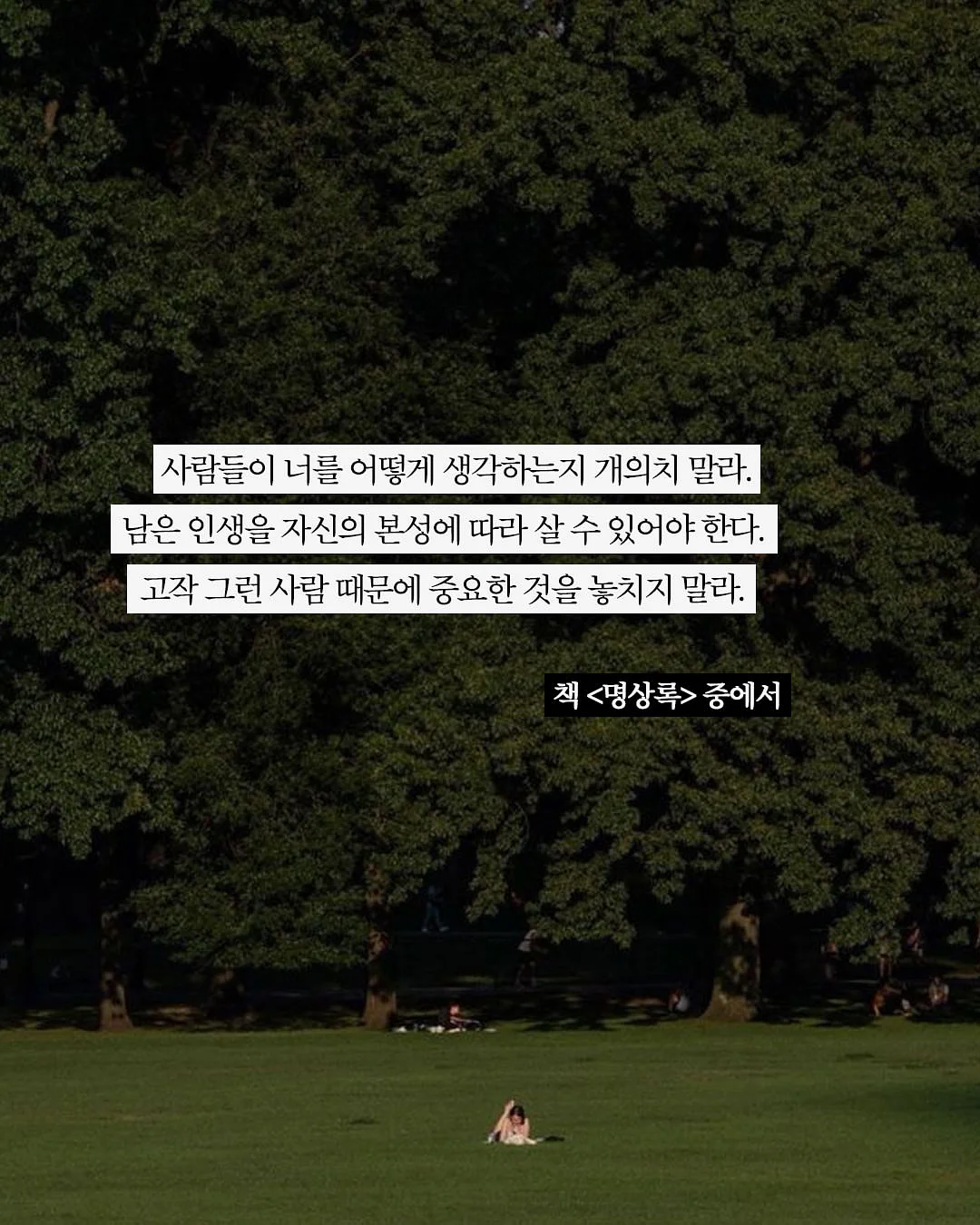 리추얼 스프레이 숲 7