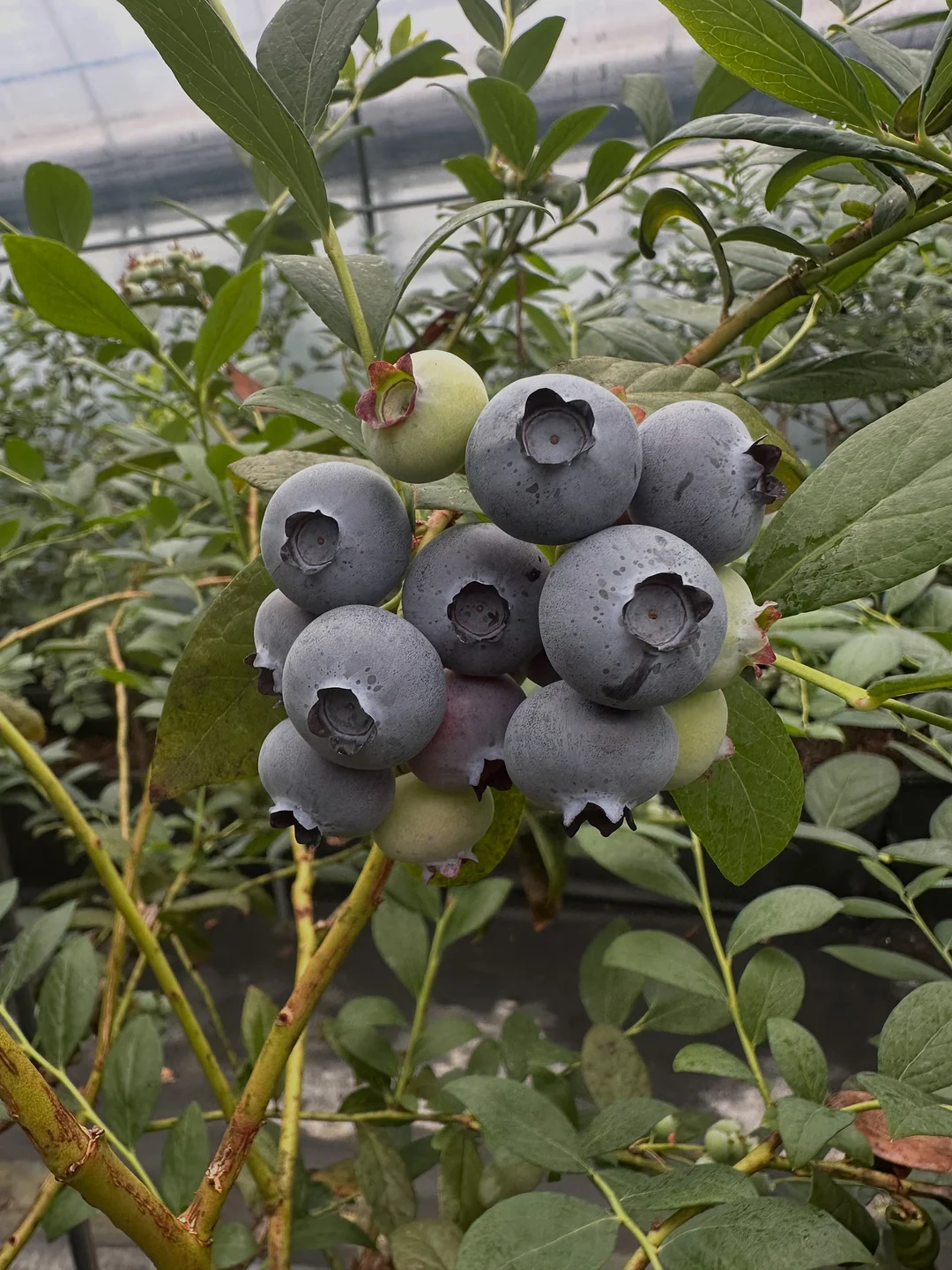 10일 대사 리셋 13