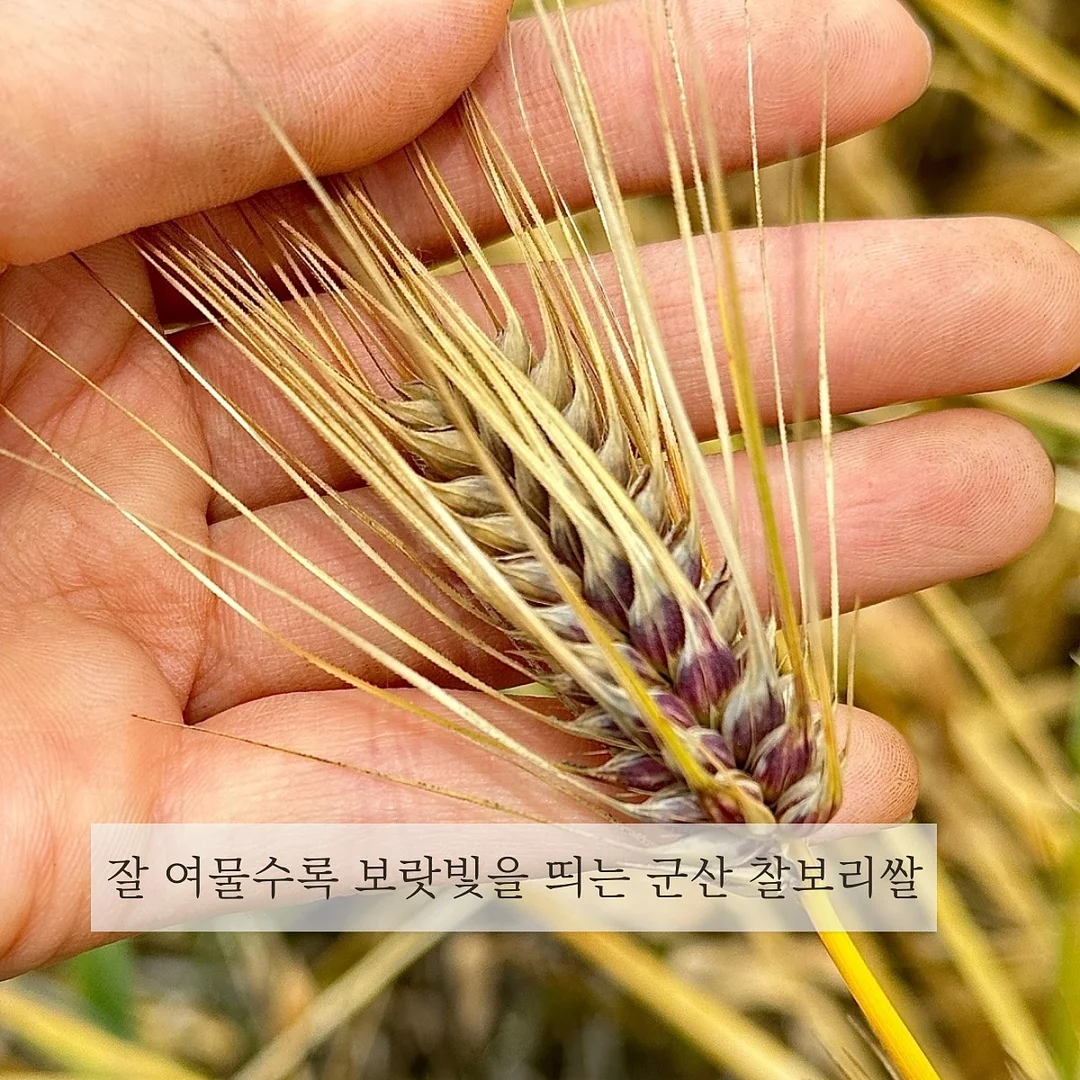 하이디 파인애플 3