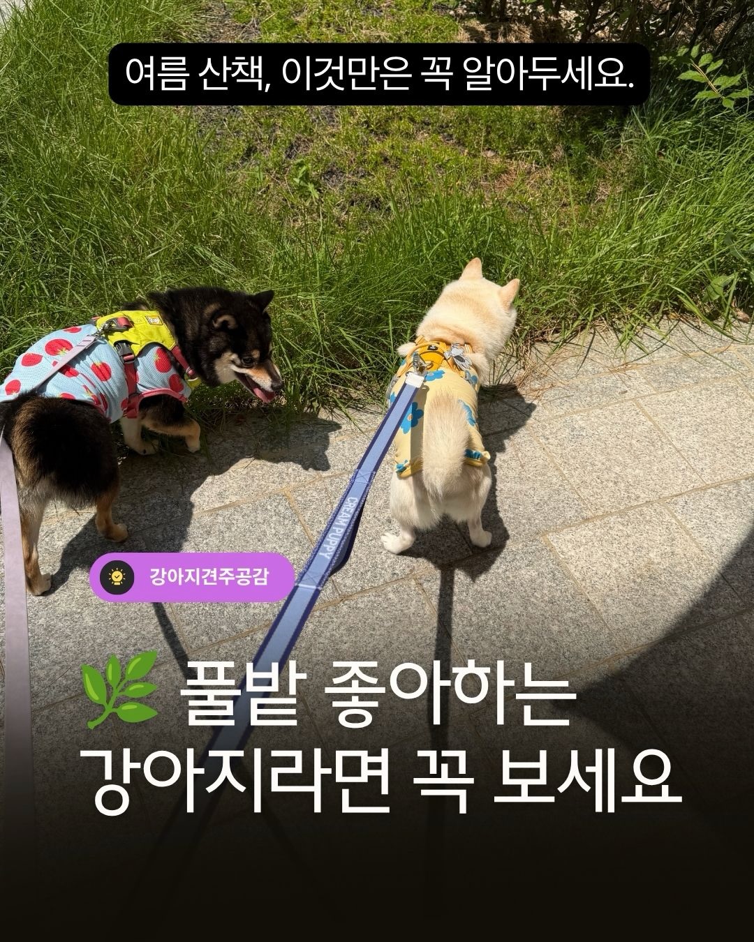 베베데코 느티나무 접이식 롤테이블 1