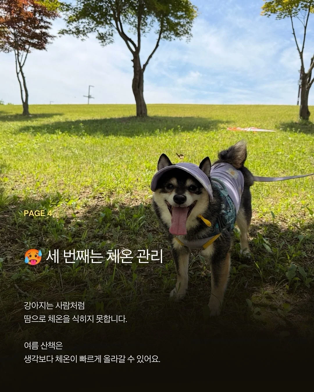 베베데코 느티나무 접이식 롤테이블 5
