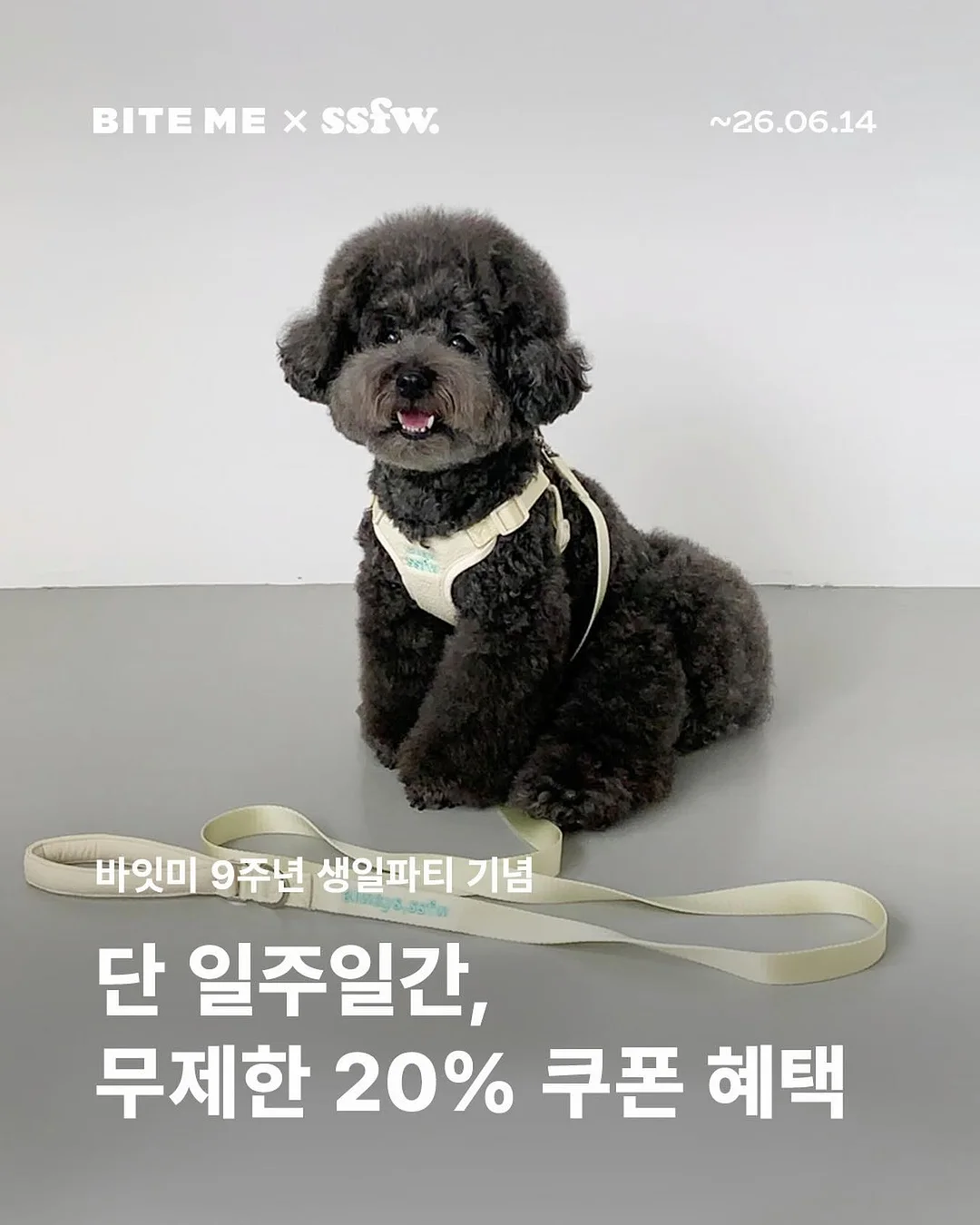 뉴 셋업