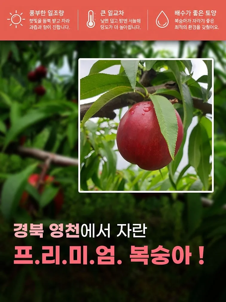 유기농 엑스트라버진 올리브오일 레몬 스틱 3