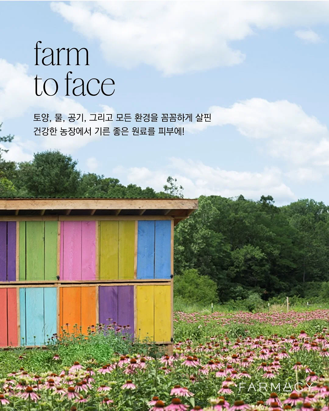 목포쫀드기 7