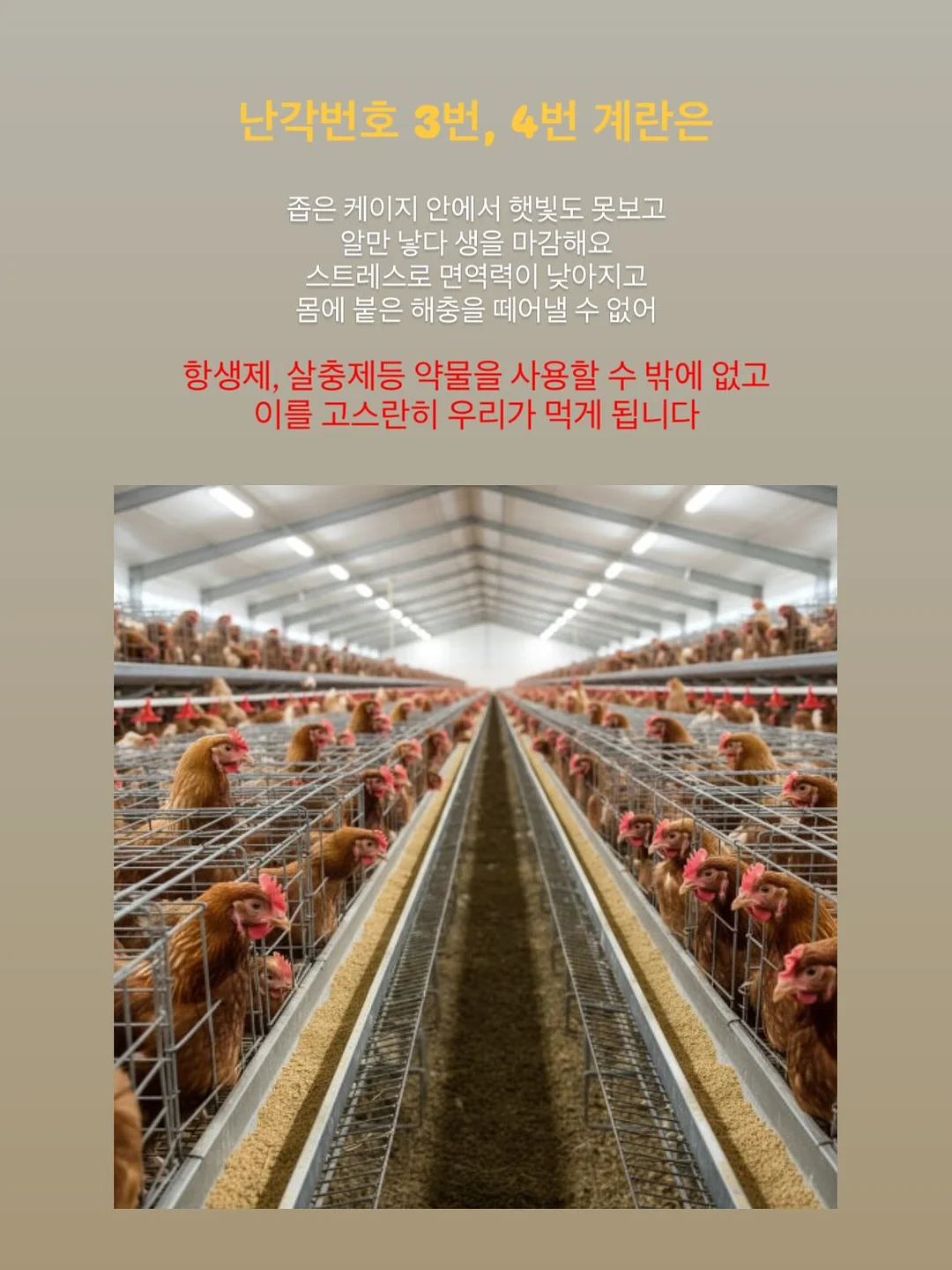 오픈카라 4