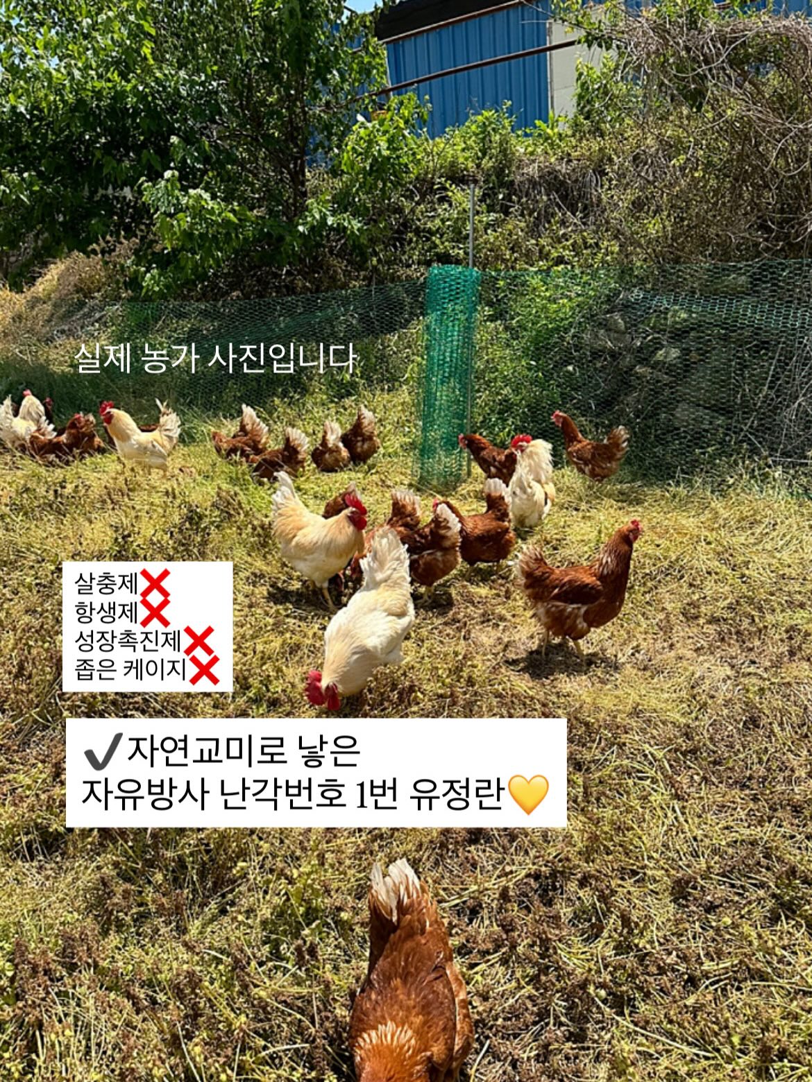 오픈카라 5