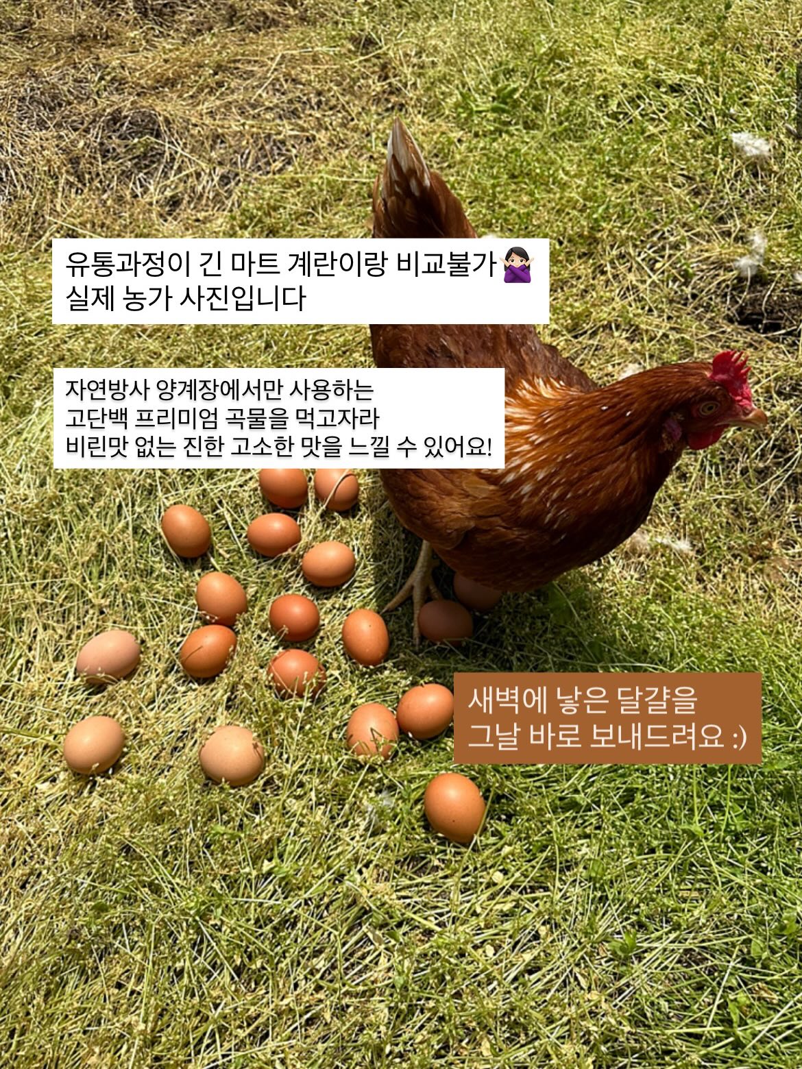 오픈카라 6