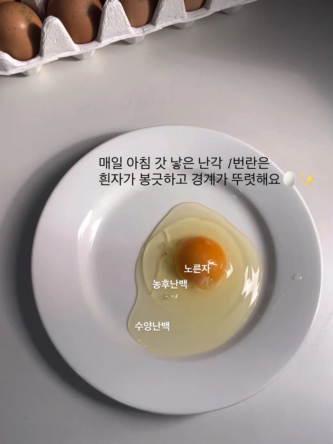 오픈카라 7