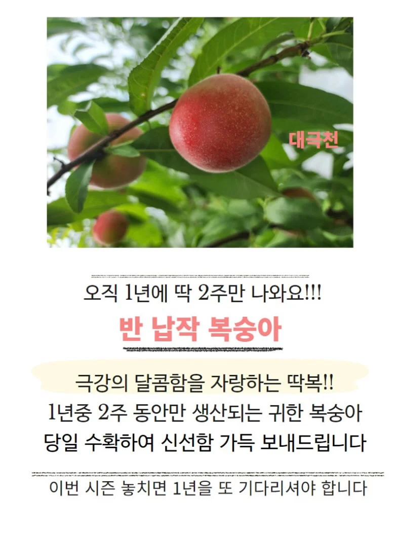 페넬로페 퀵퀵퀵 드라이 썸머 기저귀 4