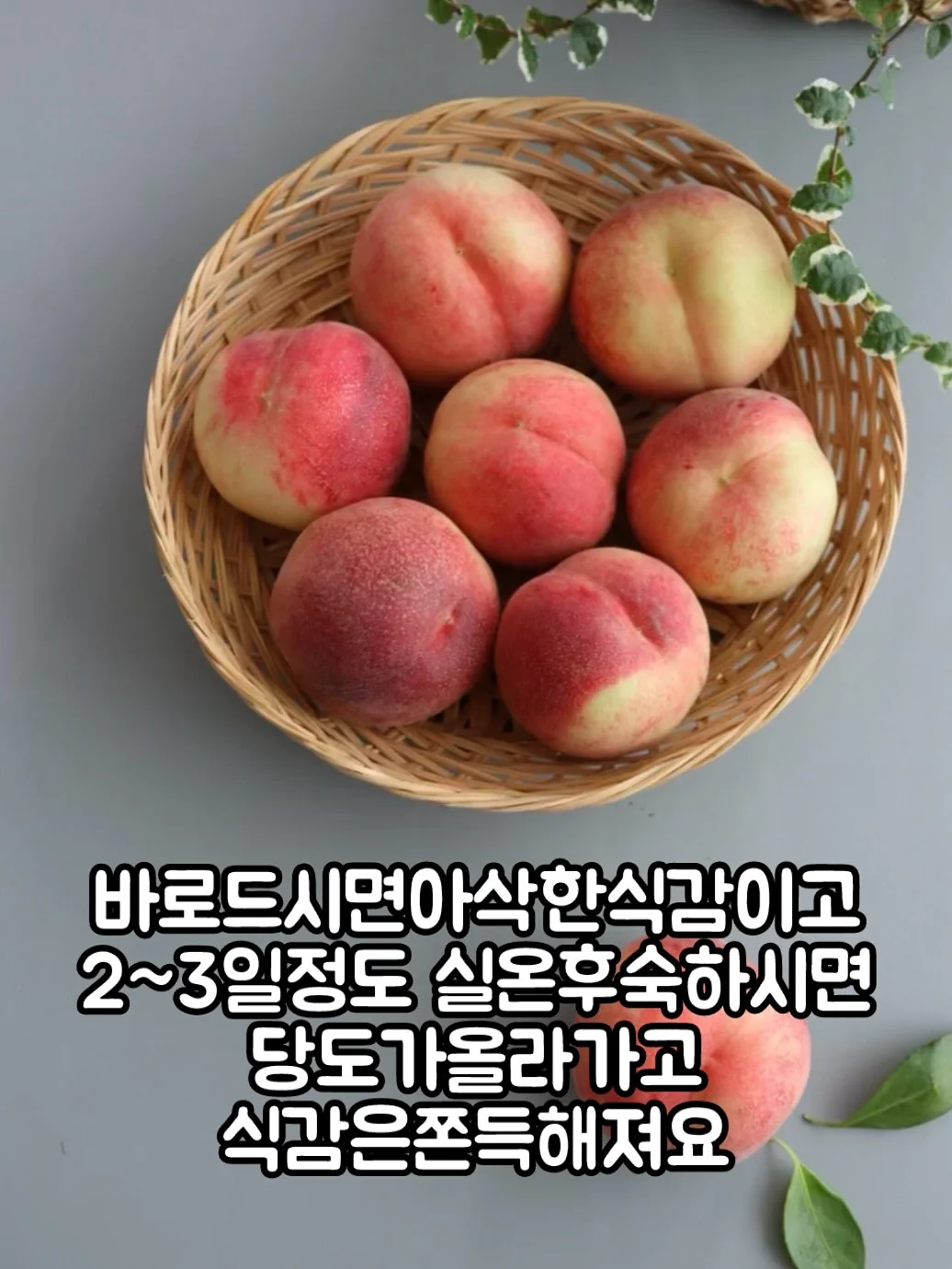 페넬로페 퀵퀵퀵 드라이 썸머 기저귀 5