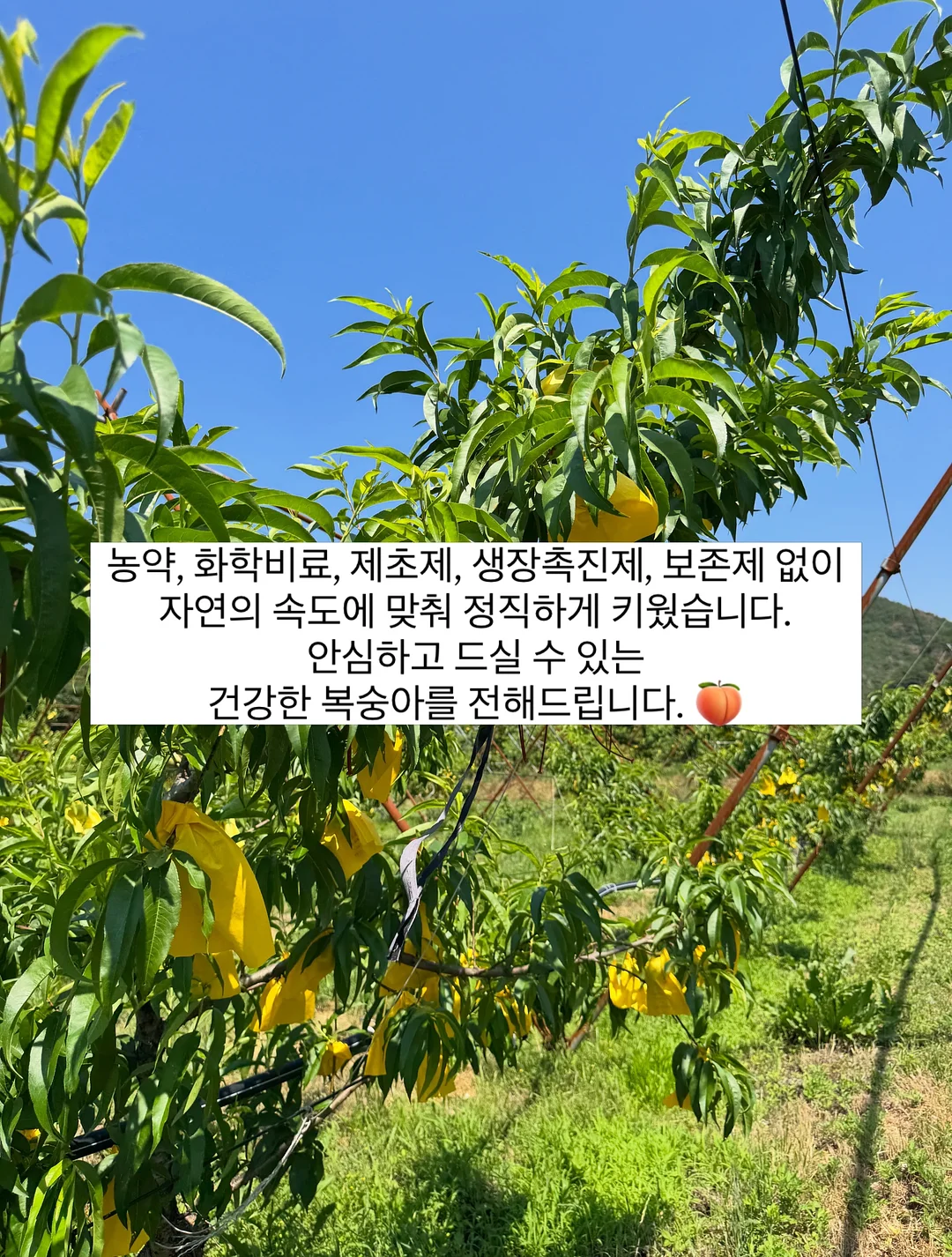 르쏭드비 슬림핏 시어 니트가디건 11