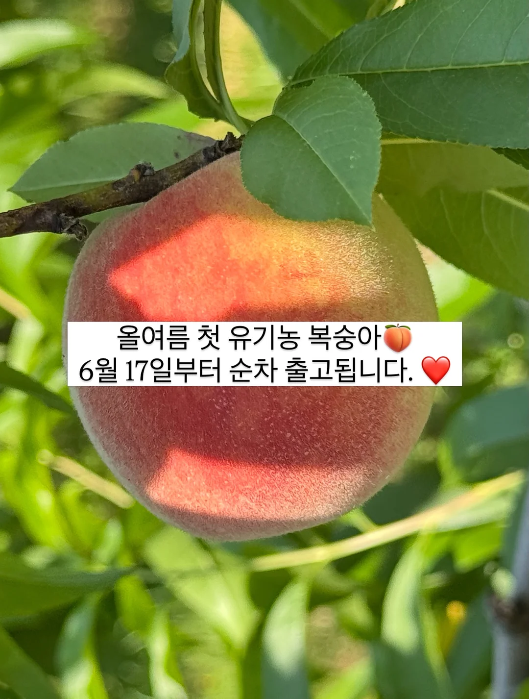 르쏭드비 슬림핏 시어 니트가디건 14