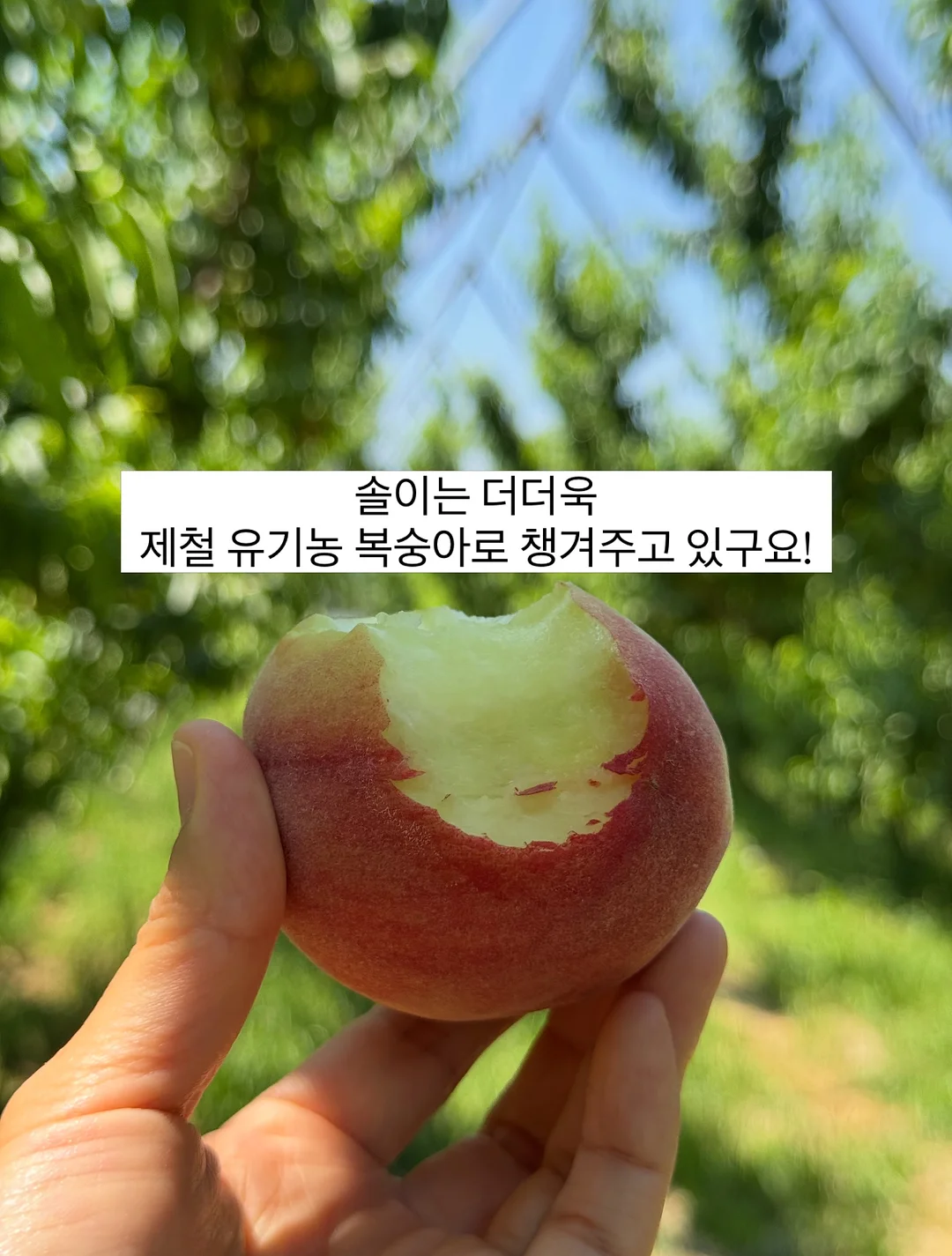 르쏭드비 슬림핏 시어 니트가디건 5