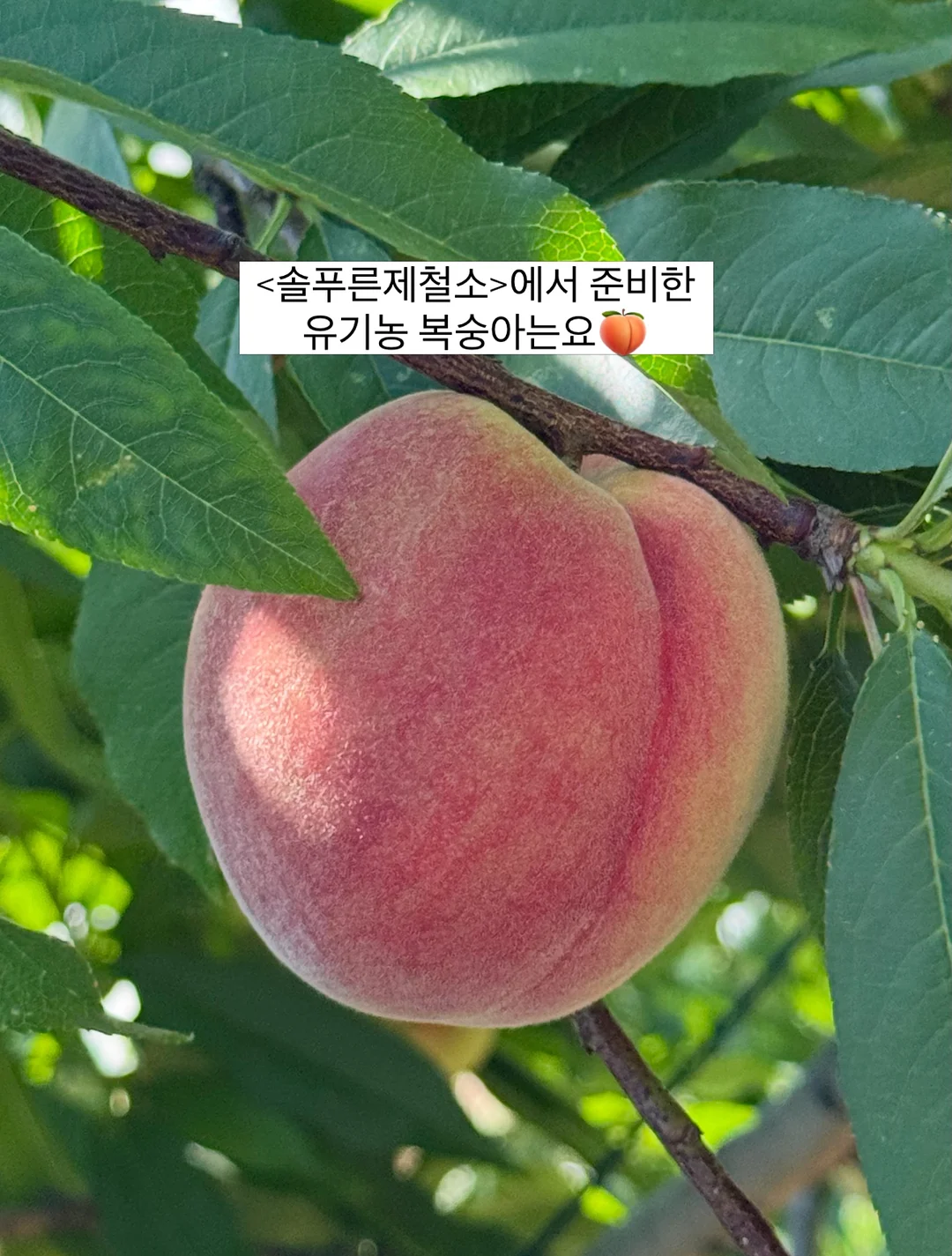르쏭드비 슬림핏 시어 니트가디건 6