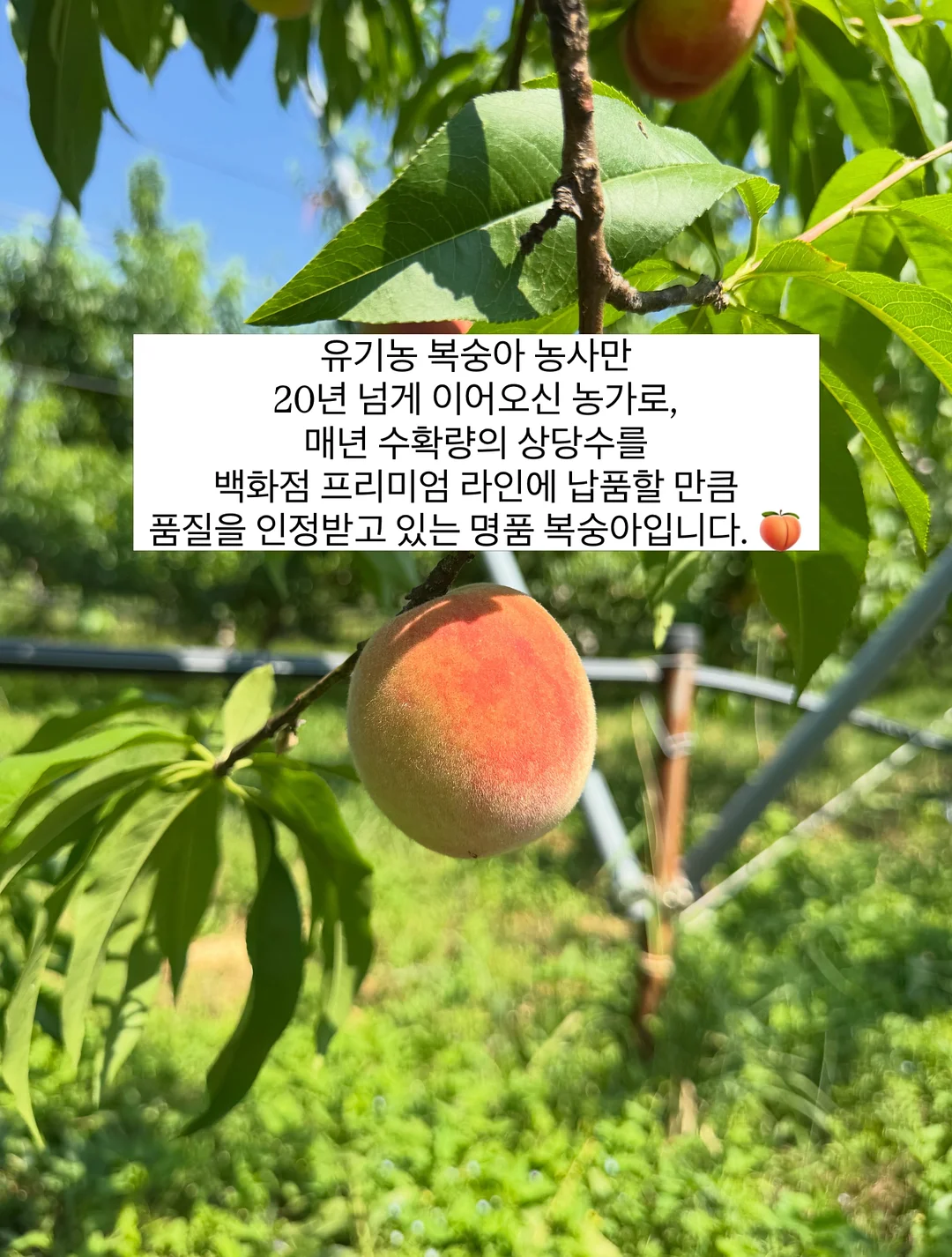 르쏭드비 슬림핏 시어 니트가디건 7