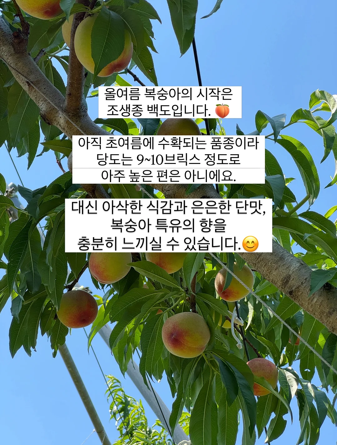 르쏭드비 슬림핏 시어 니트가디건 9