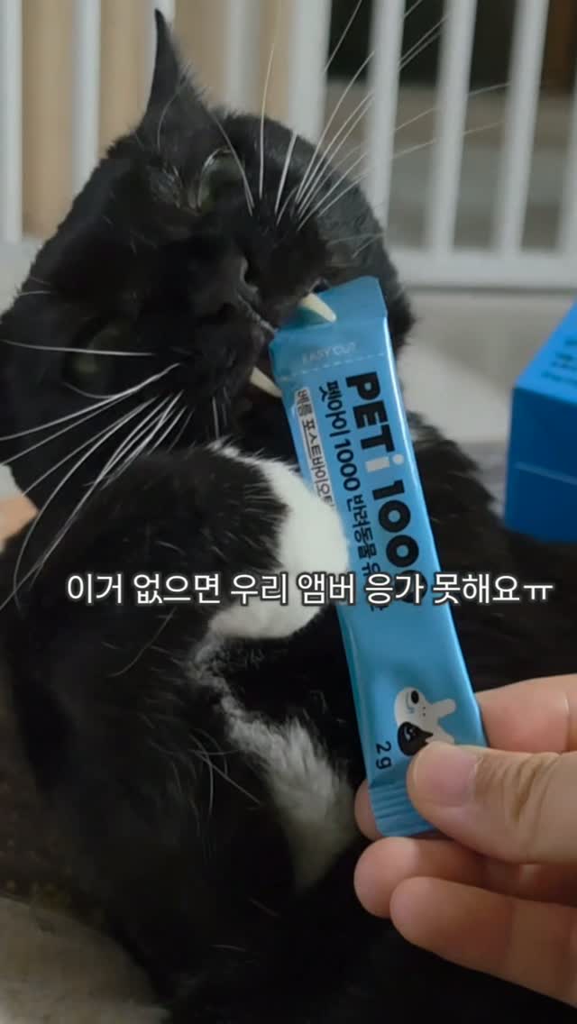 고양이 수족관