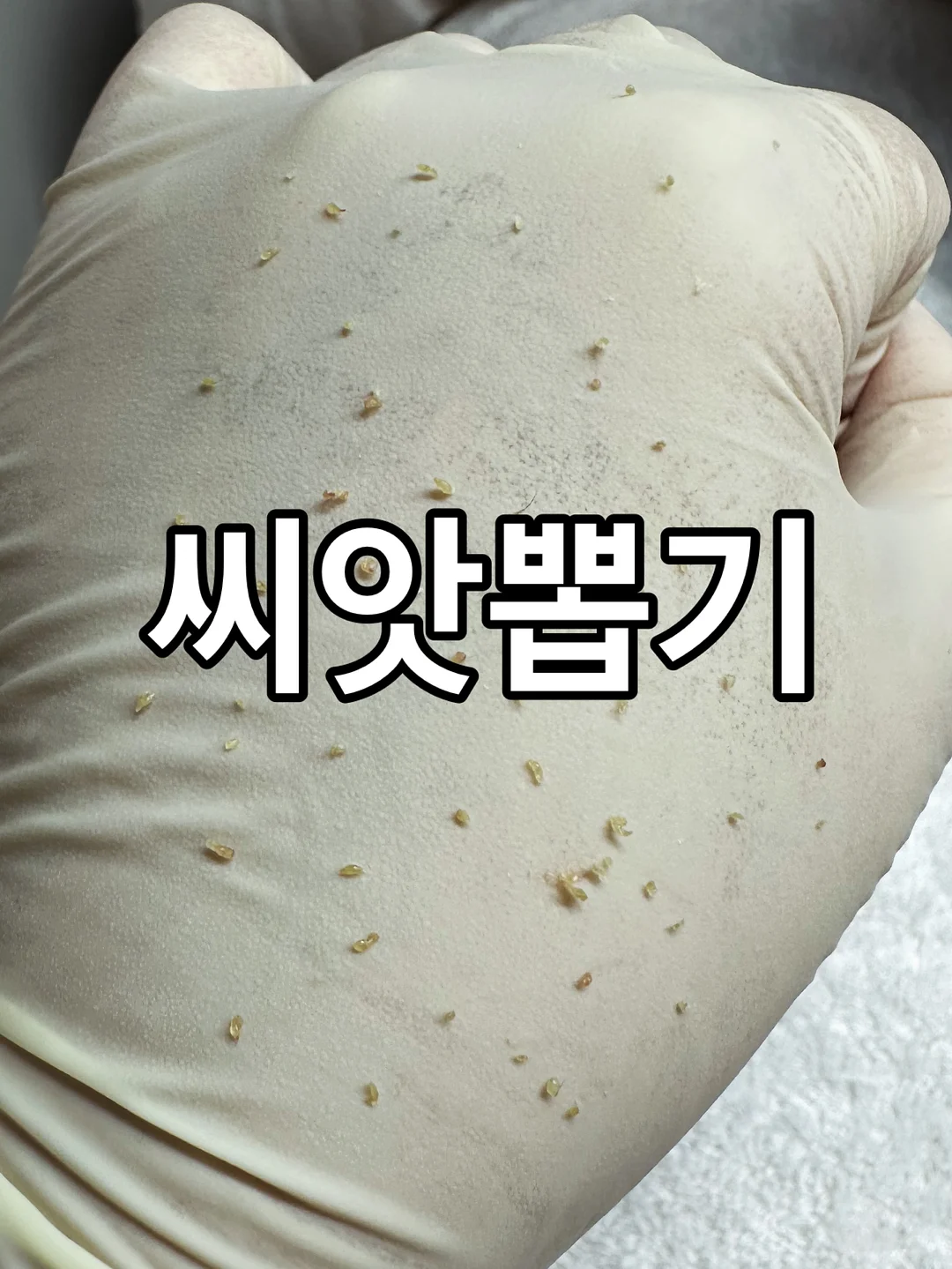 우시오 비건우드케이크 디자인 아이싱