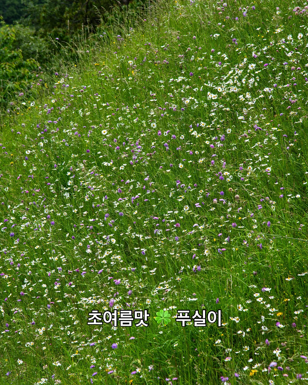 캔바 자료 만들기 3