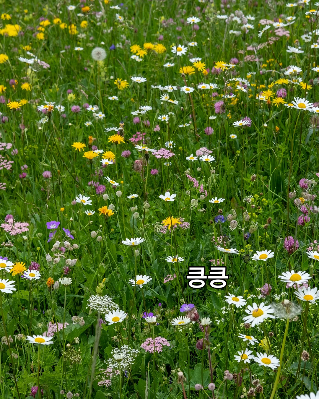 캔바 자료 만들기 5