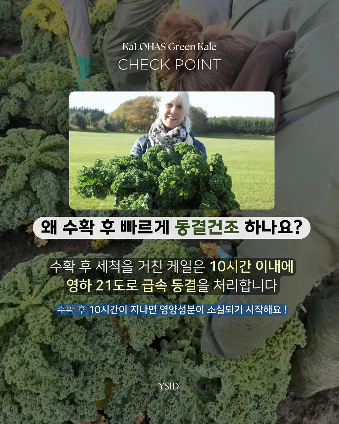 킨즈 뉴이캐리어 프리미어 에디션 9