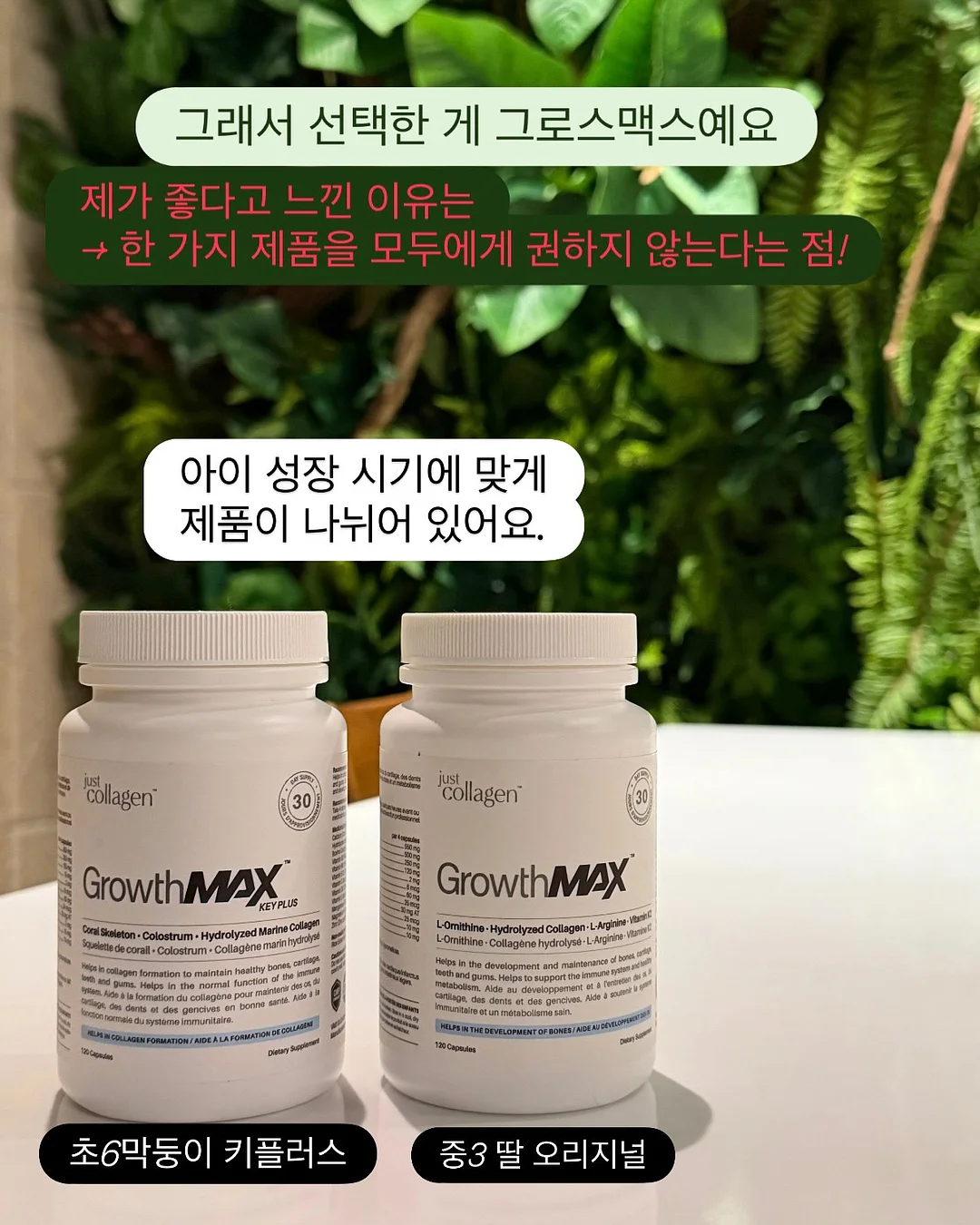 블루베리맛 블랙 다이아 토마토 8