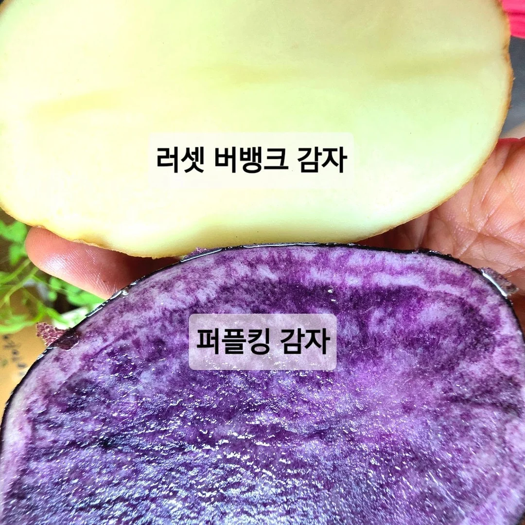 발바닥 클리너