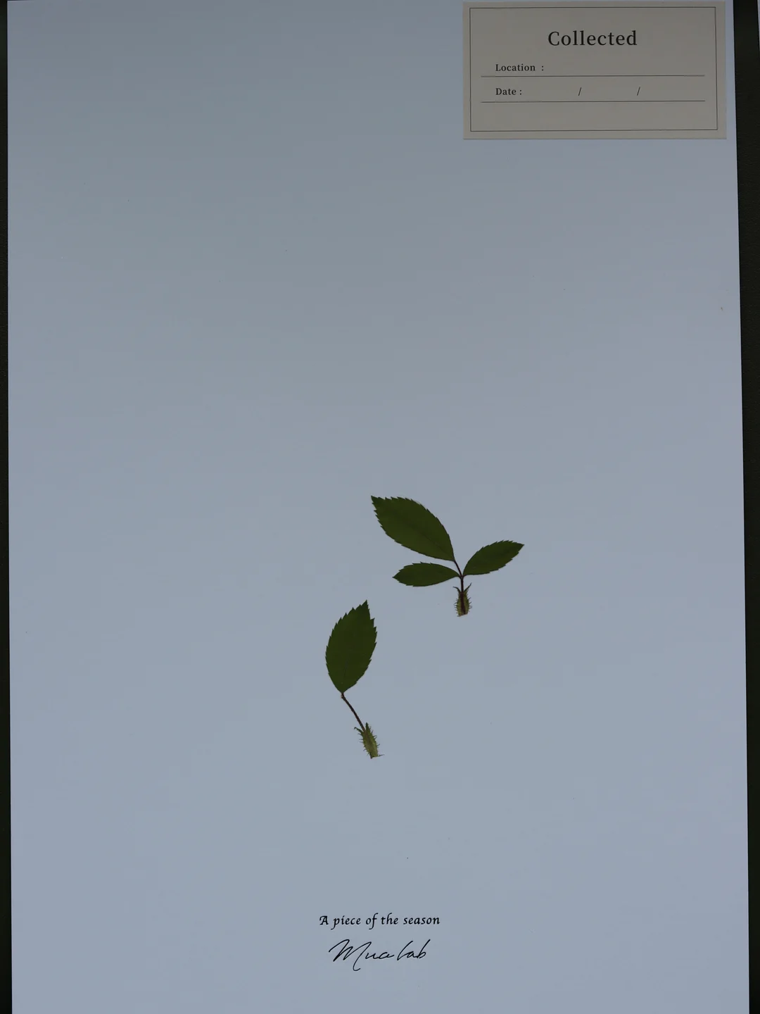 뜨개 카네이션 11