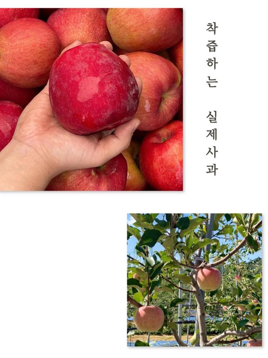 미스고 콩물 20