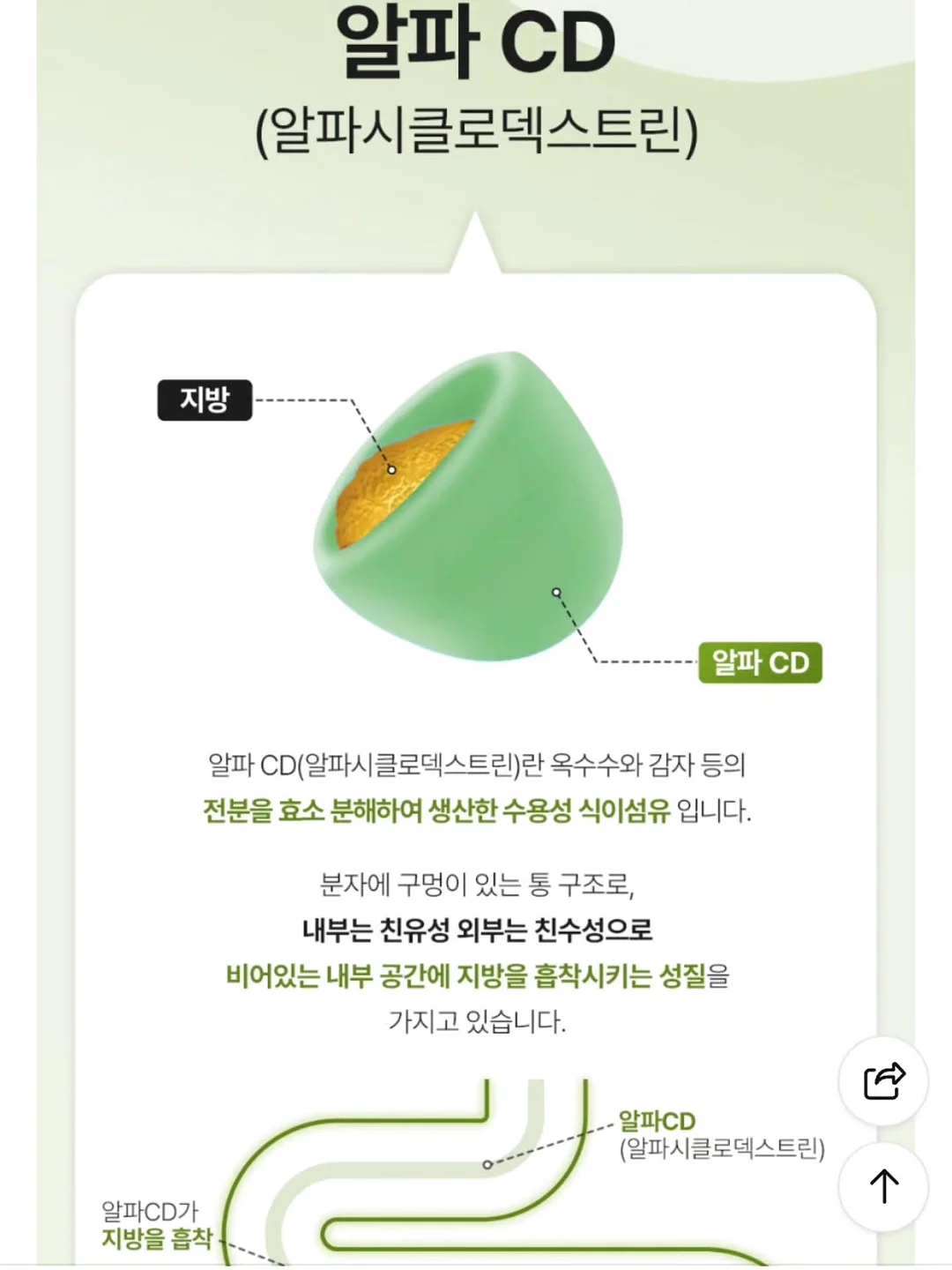 자동 우산 15